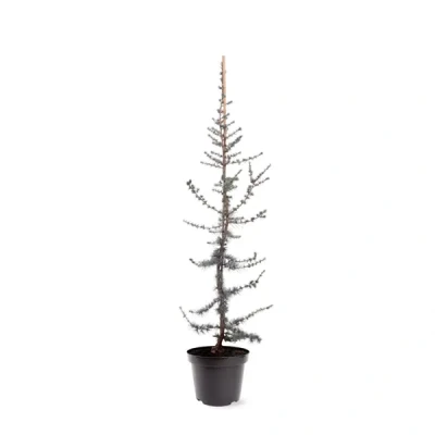 Afbeelding van Warentuin natuurlijk Cedrus libani Glauca 80 100 cm Conifeer