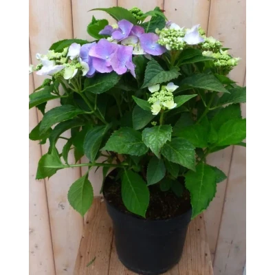 Afbeelding van Hortensia Hydrangea blauw randjesbloem 40 cm Warentuin natuurlijk