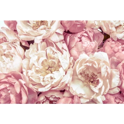 Afbeelding van Komar Vliesbehang Peonies (1 stuk)