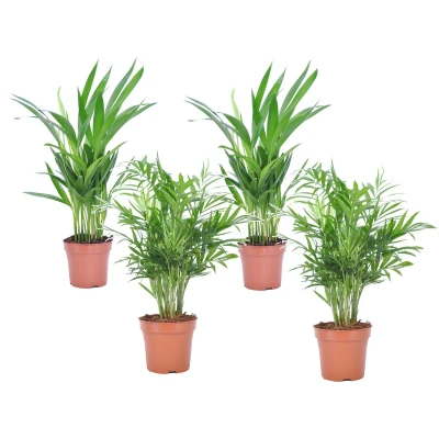 Afbeelding van Mini Idoor Palmmix Set van 4 Pot 12cm Hoogte 25 40cm