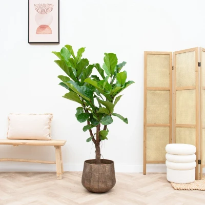 Afbeelding van Ficus Lyrata vertakt 160cm