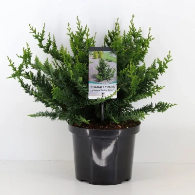 Afbeelding van Chamaecyparis pis teddy bear 45 cm Warentuin natuurlijk