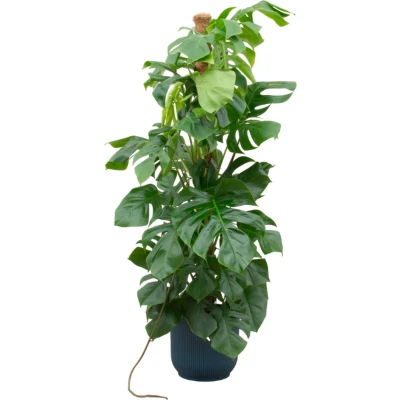Afbeelding van Monstera Pertusum XL + elho Vibes Fold Round blauw Ø30 150cm
