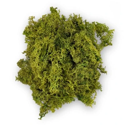 Afbeelding van Netuno Natuurlijk mos, lichtgroen, 30 gram, decoratief rendiermos, Finland, mos om te knutselen en decoreren, modelbouw, doe het zelf, echt IJslands heuvelmos, paasdecoratie,