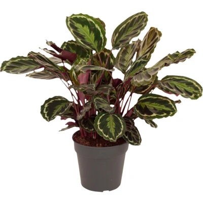 Afbeelding van Calathea Medaillon