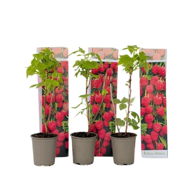 Afbeelding van Frambozenplant Set van 3 Frambozenstruik Pot 9cm Hoogte 25 40cm