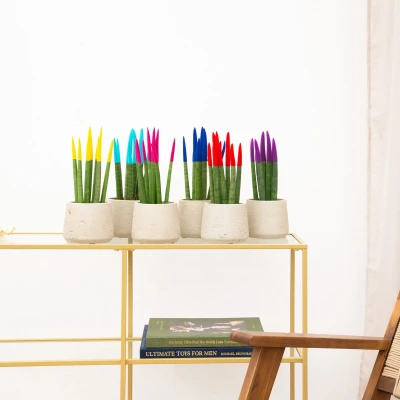 Afbeelding van Sansevieria VELVET TOUCHZ Geel Licht Blauw Roze Rood Paars