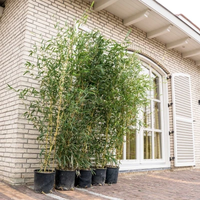 Afbeelding van Phyllostachys bamboe 220cm