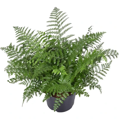 Afbeelding van Plantenboetiek.nl Asplenium Parvati Kamerplant Hoogte 55cm Potmaat 23cm