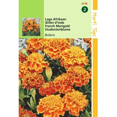 Afbeelding van 2 stuks Tagetes patula nana Bolero