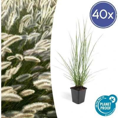 Afbeelding van Tuinplantenshop.com Pennisetum alopecuroides &#039;Hameln&#039; Lampenpoetsergras 40 stuks Ø9cm 10 25cm hoog Tuinplant