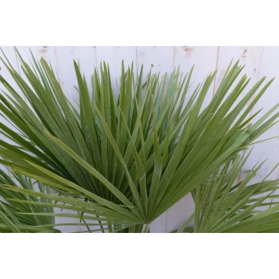 Afbeelding van winterharde palmboom chamaerops humilis 100 cm hoog Warentuin Natuurlijk