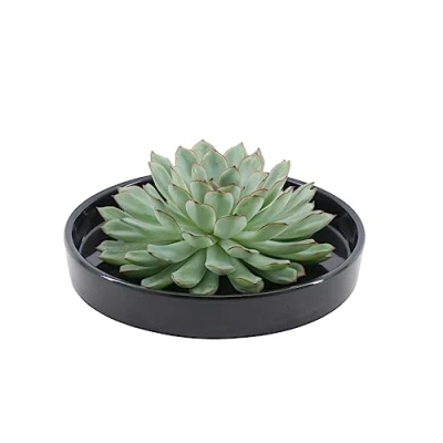 Afbeelding van Echte Succulent groen in zwarte keramiek schaal Ø12 14 cm ↕5 1x Echeveria Pulidonis vetplant