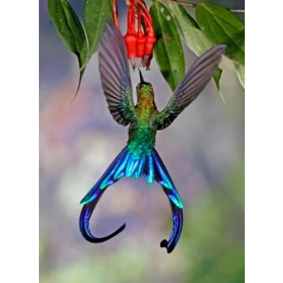 Afbeelding van Edition Colibri 3D Lenticulaire ansichtkaart / 3 D weergavekaart LANGSCHWANS YLPHE KOLIBRI (10033)