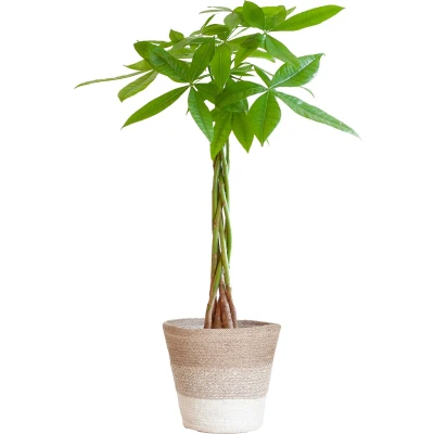 Afbeelding van Plantenboetiek.nl Pachira Aquatica met Mand Lissabon wit Ø21cm 80cm hoog Kamerplant Groenblijvend