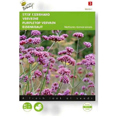 Afbeelding van Verbena, Stijf Ijzerhard