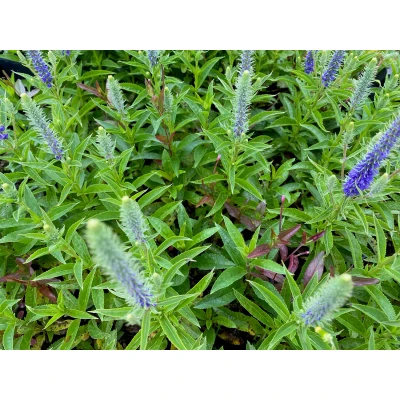 Afbeelding van Ereprijs Veronica spicata &#039;Ulster Dwarf Blue&#039;