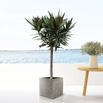 Afbeelding van Nerium oleander inclusief 40x40 Grigo Cube Natural Concrete 190cm