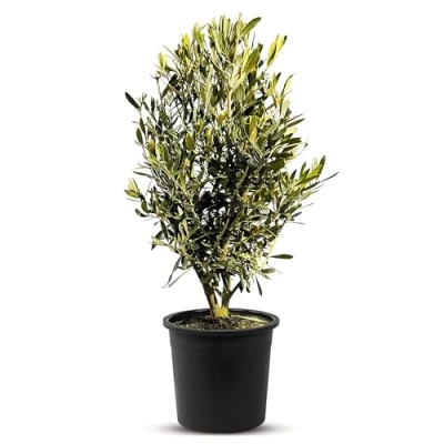 Afbeelding van Sunnytree Olijfboom Boom Winterharde OLIJF IN STRUIKVORM Hoogte 75 CM