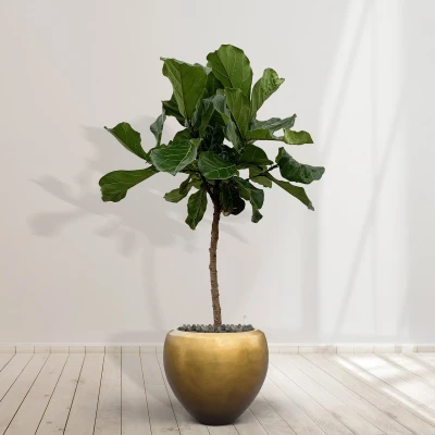 Afbeelding van Combideal Ficus Lyrata stam inclusief zelfwaterende pot Nora Matt Honey S 160cm