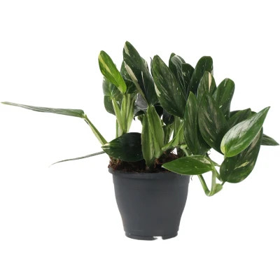 Afbeelding van Plant in a Box Groene kamerplant Philodendron Cobra Hoogte 55 65cm Pot 19cm Hangplant Groen