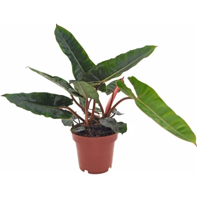 Afbeelding van Philodendron Billietiae 30cm excl. Keramieken pot