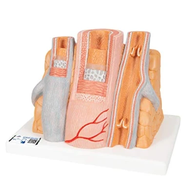 Afbeelding van 3B MICROanatomy, Slagader &amp; Adermodel, 14x vergroot