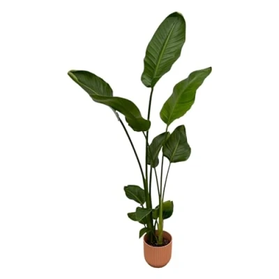 Afbeelding van Plantenboetiek.nl Strelitzia Nicolai inclusief elho Vibes Fold Round roze Ø18cm 100cm hoog Kamerplant Arrangement Plant met pot