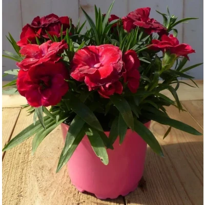 Afbeelding van 3 stuks! Anjer rood Warentuin natuurlijk