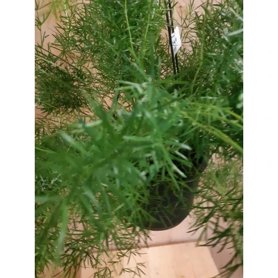 Afbeelding van Asparagus Sierasperge Hangplant Warentuin Natuurlijk