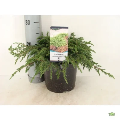 Afbeelding van Juniperus communis repanda 30 cm Warentuin Natuurlijk