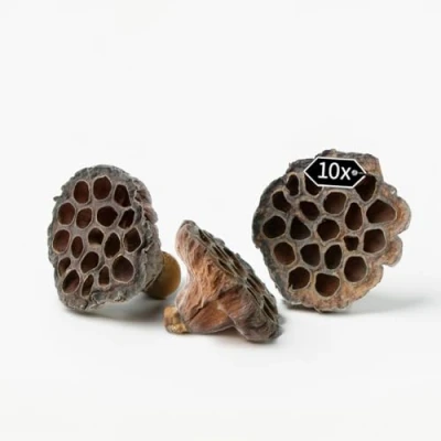 Afbeelding van Gedroogde lotusbloemen, natuurlijke kleuren, set van 10, lotuskoppen, droogbloemen voor herfst en winter, decoratief knutselmateriaal, echte peulen grafdecoratie, bloemisterij,