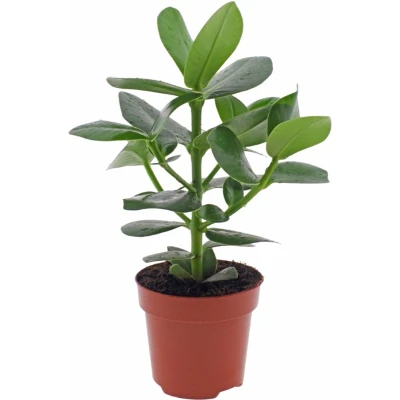 Afbeelding van Clusia rosea Princess 35cm exclusief keramieken pot