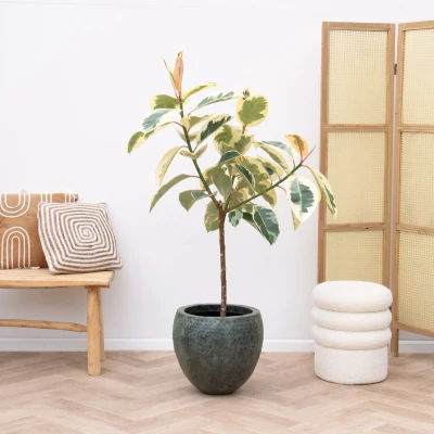 Afbeelding van Ficus Elastica Tineke op stam 140 cm