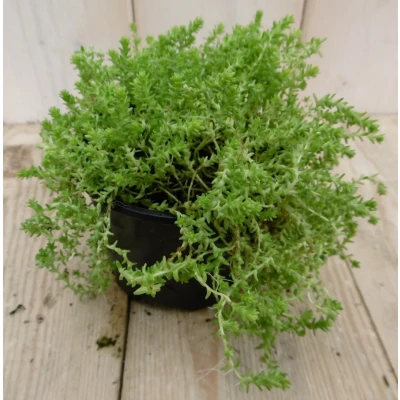 Afbeelding van 3 stuks! Rotsplant Sedum lichtgroen Warentuin Natuurlijk