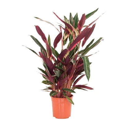 Afbeelding van Calathea Stromanthe Triostar 70cm