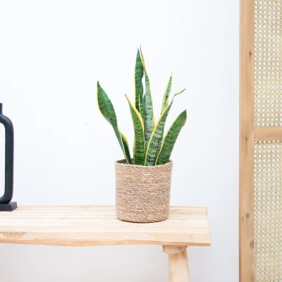 Afbeelding van Sansevieria Laurentie 45cm