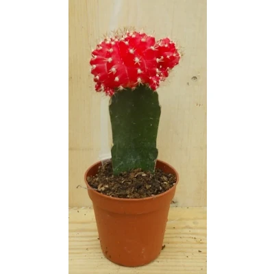 Afbeelding van 3 stuks! Kamerplant Cactus Rood/oranje mini Warentuin Natuurlijk