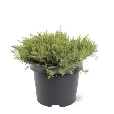 Afbeelding van Juniperus davurica Leningrad 30 40 cm Conifeer Warentuin Natuurlijk