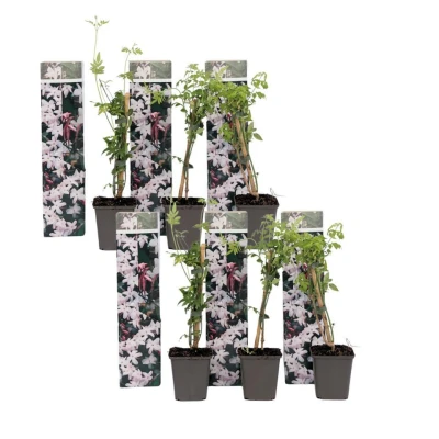 Afbeelding van Jasminoides Officinale Set van 6 Wit Jasmijn Pot 9cm Hoogte 25 40cm