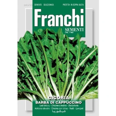 Afbeelding van Lof, Cichorei, Cicoria Barba di cappuccino