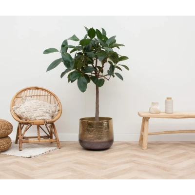 Afbeelding van Ficus Elastica Robusta op stam 140cm