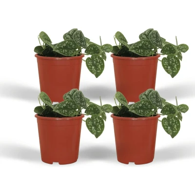 Afbeelding van Plantenboetiek.nl Scindapsus Pictus Epipremnum 4 stuks Ø12cm 15cm hoog Kamerplant Groenblijvend