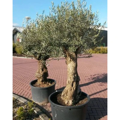 Afbeelding van Olijfboom Olea 240 cm XL stam Warentuin Natuurlijk