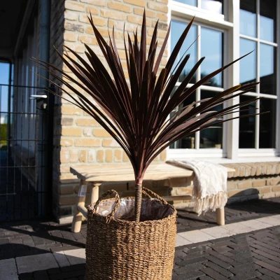 Afbeelding van Cordyline Australis Red Star 120cm