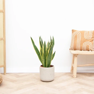 Afbeelding van Sansevieria Laurentie 90cm