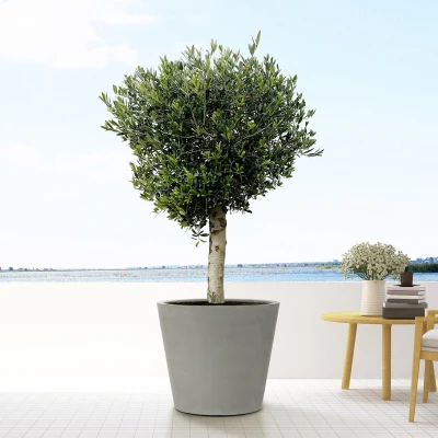 Afbeelding van Olijfboom Olea Europaea Lorc 180cm / stamomtrek 30 40cm