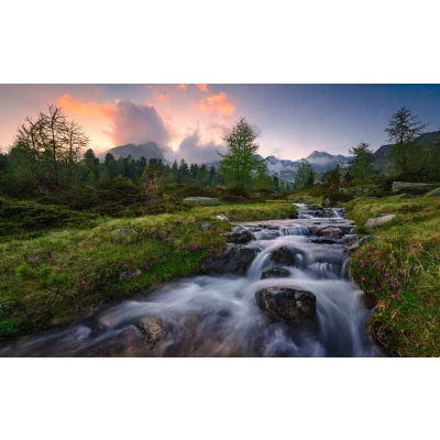 Afbeelding van Komar Vliesbehang Wild Paradise (9 stuks)