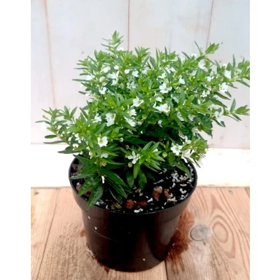 Afbeelding van 3 stuks! Luciferplant wit Warentuin natuurlijk