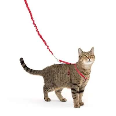 Afbeelding van PetSafe Come With Me Kitty harnas en bungee riem, voor katten, medium, rood/cranberry, model: CWMK M RED